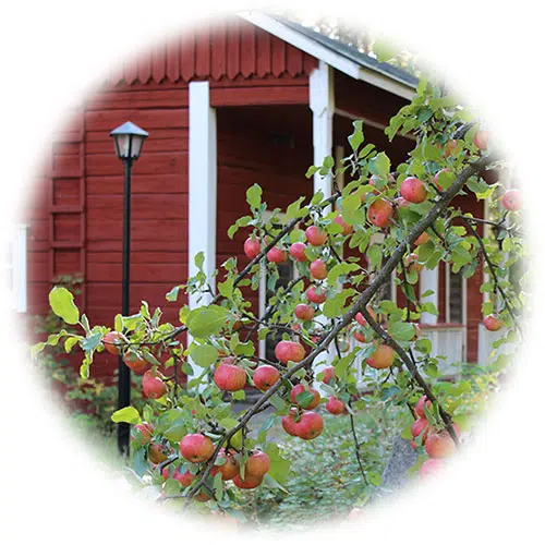Apple tree and cabin